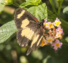 Acraea cabira
