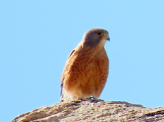 Falco rupicolus