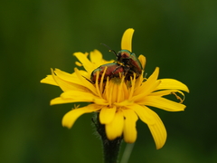Cryptocephalus sericeus