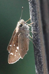 Torbenlarsenia gemella