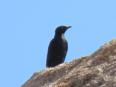 Onychognathus nabouroup