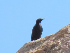 Onychognathus nabouroup