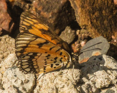 Byblia anvatara