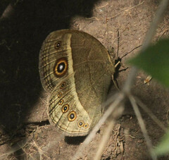 Brakefieldia perspicua