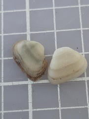 Striarca lactea
