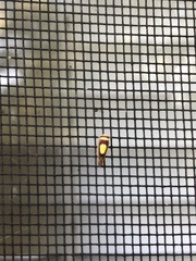 Colladonus clitellarius