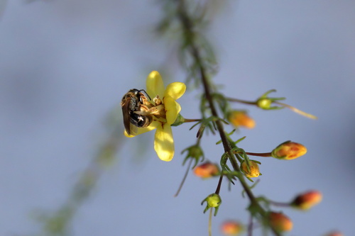 Reticulate Dialictus photo 4
