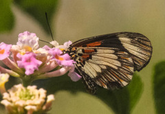Acraea cabira