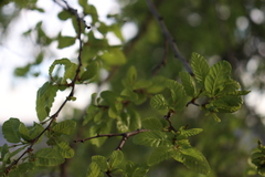 Nothofagus obliqua