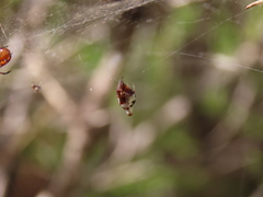 Argyrodes argyrodes