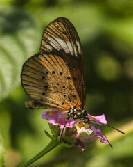 Acraea encedon encedon