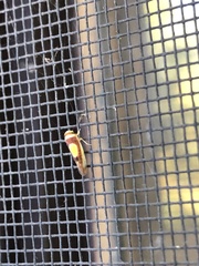 Colladonus clitellarius