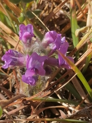 Oxytropis