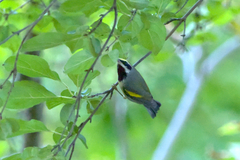 Vermivora chrysoptera