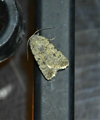 Caradrina clavipalpis