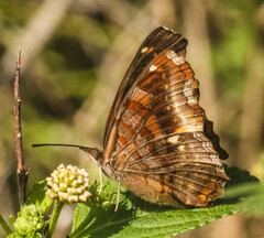 Eurytela dryope angulata