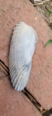 Cyrtopleura costata