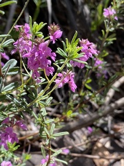 Indigofera filiformis