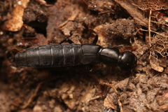 Tasgius melanarius