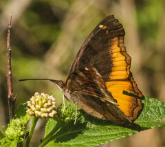 Eurytela dryope angulata