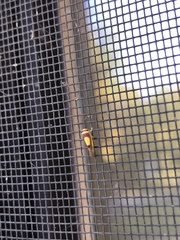 Colladonus clitellarius