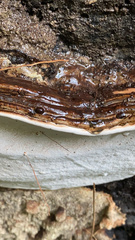 Ganoderma brownii