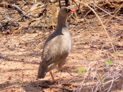 Pternistis adspersus