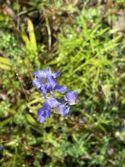 Gentianopsis crinita