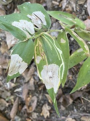 Agromyzidae