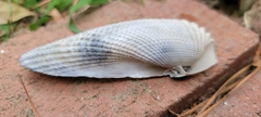 Cyrtopleura costata