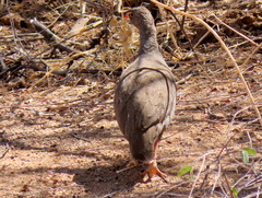 Pternistis adspersus