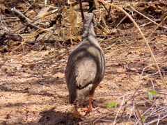 Pternistis adspersus