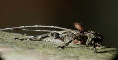 Cerambycidae