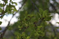 Nothofagus obliqua