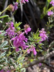 Indigofera filiformis