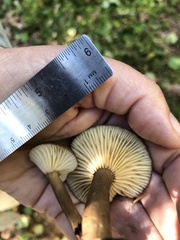 Lactarius lignyotus