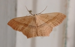 Scopula imitaria