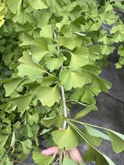 Ginkgo