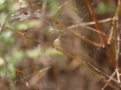 Argyrodes argyrodes