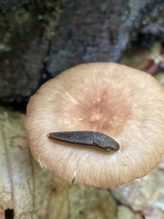 Arion hortensis