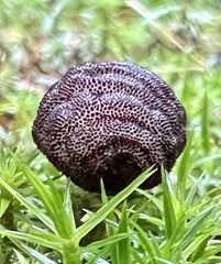 Cuterebra emasculator