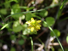 Halerpestes cymbalaria