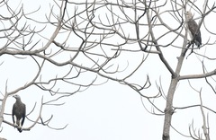 Haliaeetus ichthyaetus