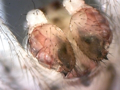 Theridion varians