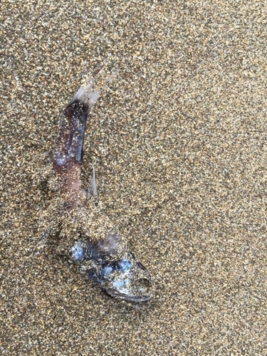 Myctophiformes