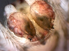 Theridion varians