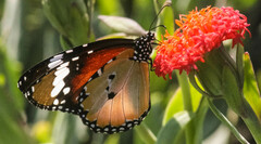 Danaus chrysippus orientis