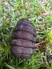 Cuterebra emasculator