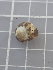 Steromphala umbilicalis