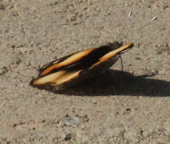 Junonia hierta cebrene